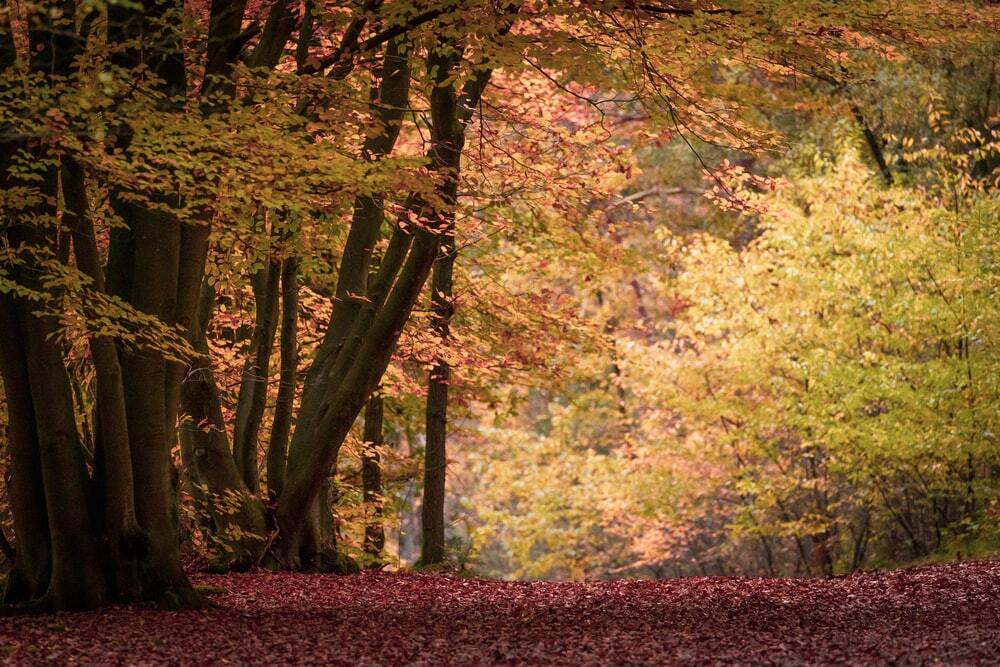 Een bos met vallende bladeren waar je doorheen kan lopen tijdens jouw vakantie februari Nederland. 
