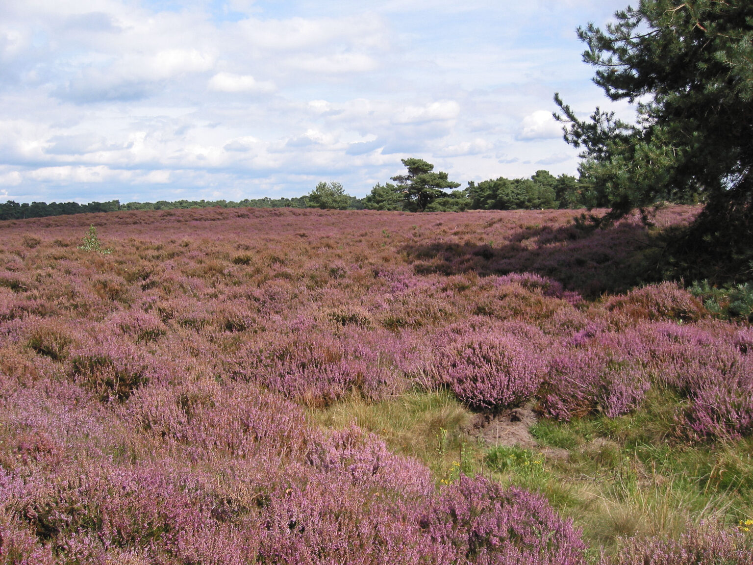 Weekendje op de weg Veluwe | Supervakantievieren