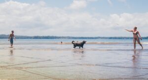 Lees meer over het artikel Op vakantie naar een Waddeneiland met hond, maar welke?