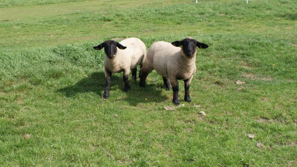 Schaapjes Vakantiepark Haantjes Terschelling